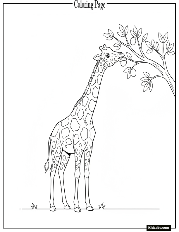 Giraffe eating fruit from a branch
