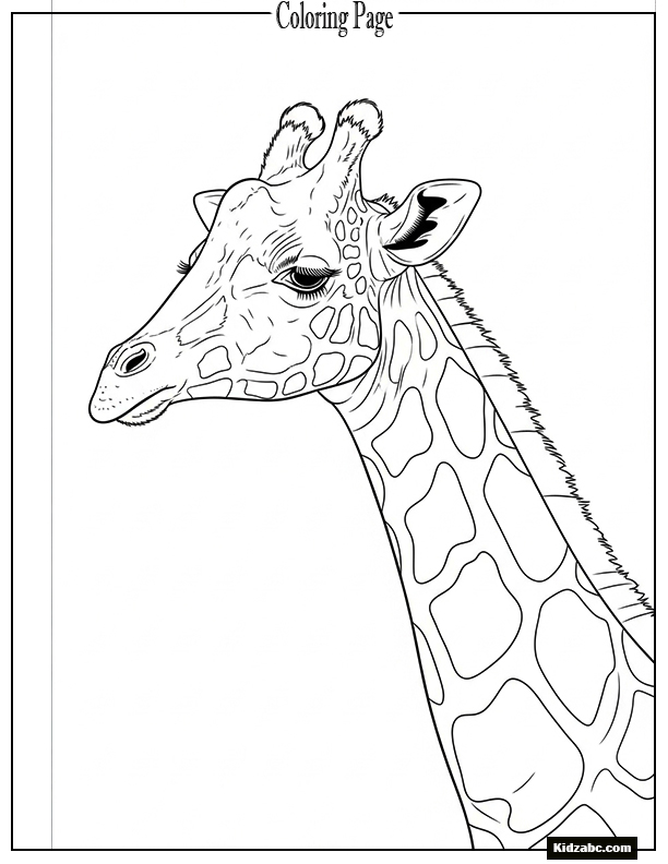 Giraffe in profile with long eyelashes