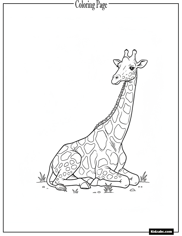 Giraffe lying down resting